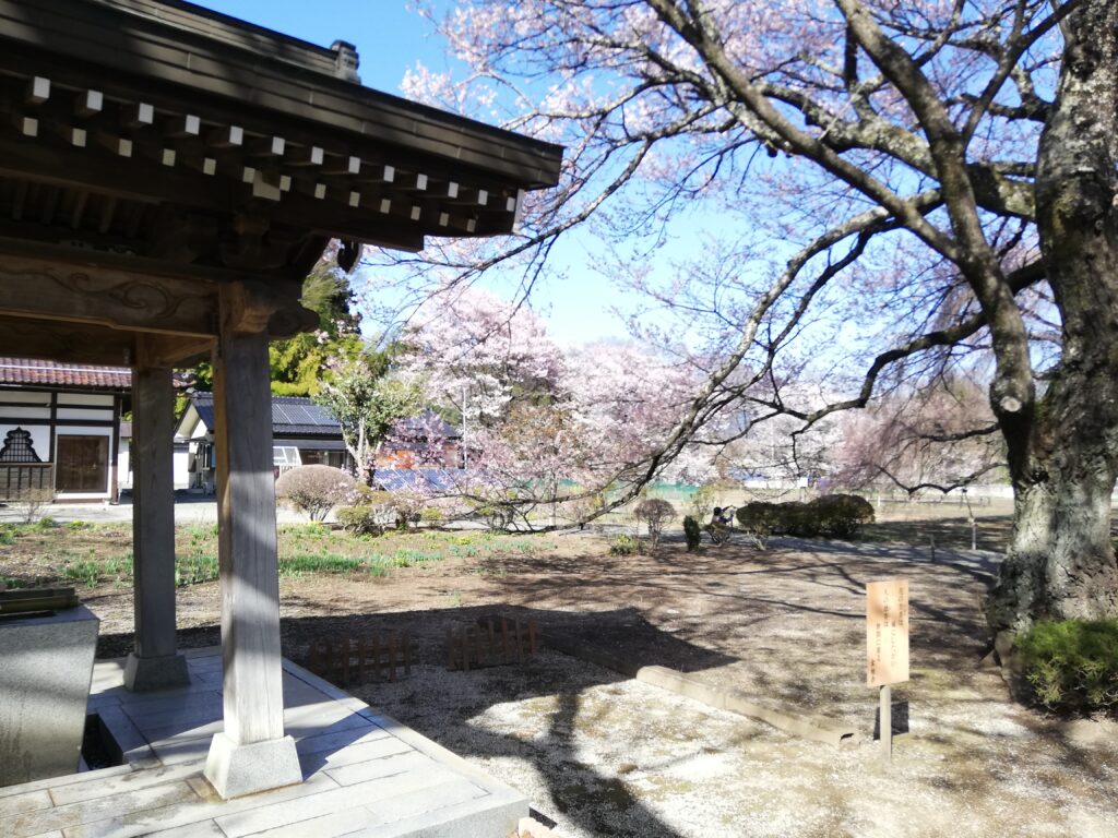 日本三大桜の実相寺境内にある桜