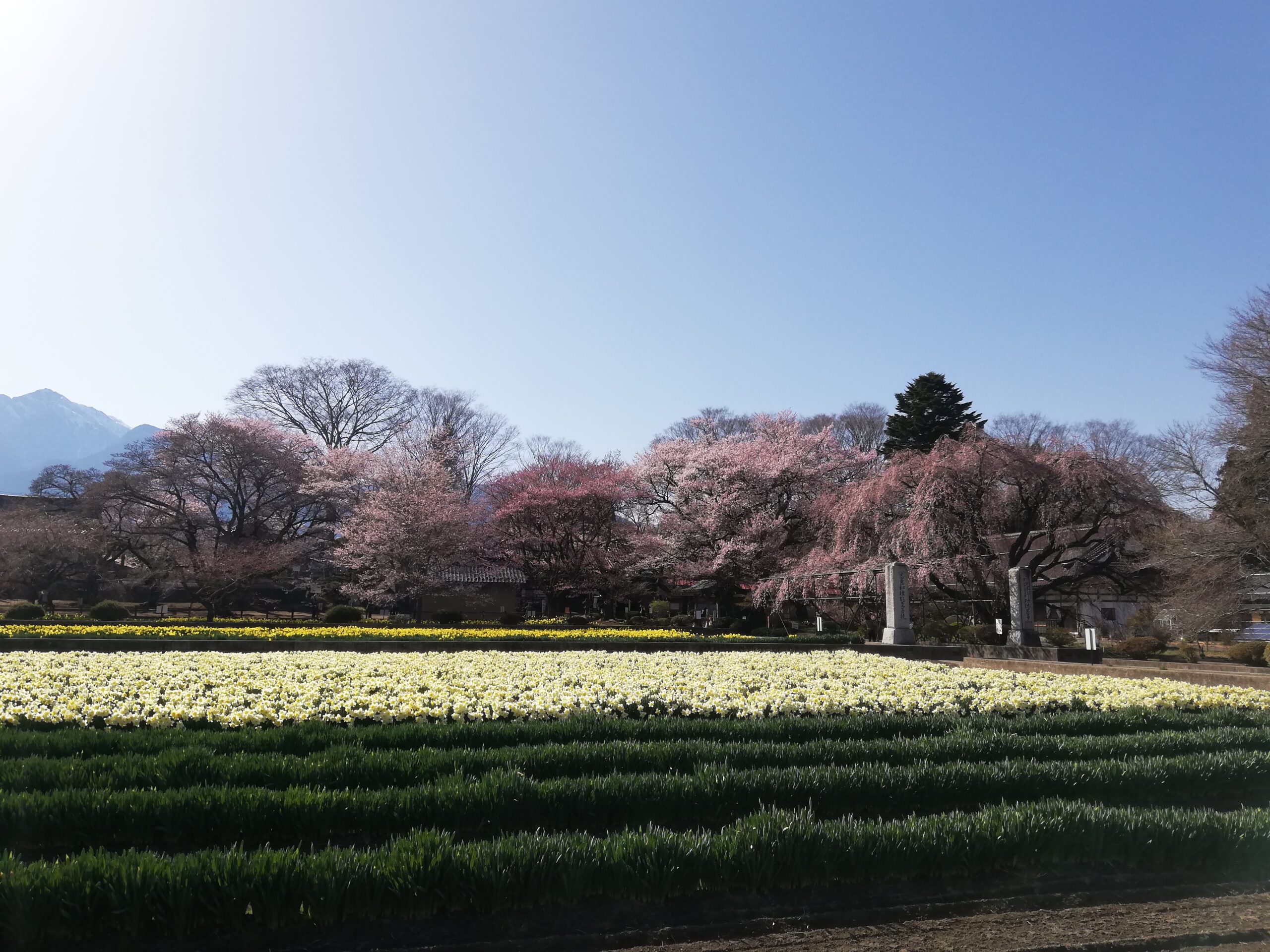 日本三大桜の実相寺にあるスイセンの風景