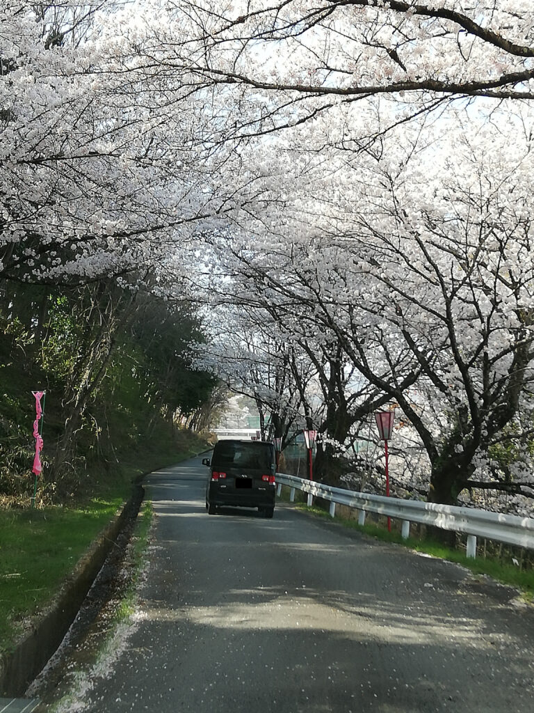 大法師公園頂上までの坂道の桜のトンネル