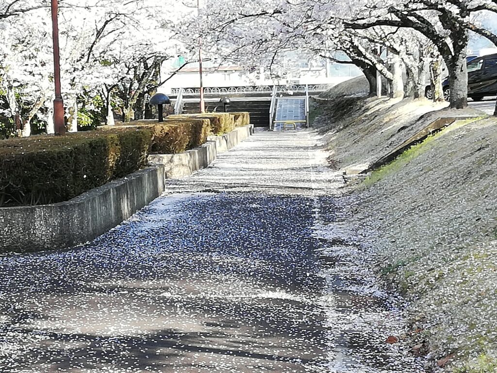殿原スポーツ公園の桜の花びらが雪のように見える