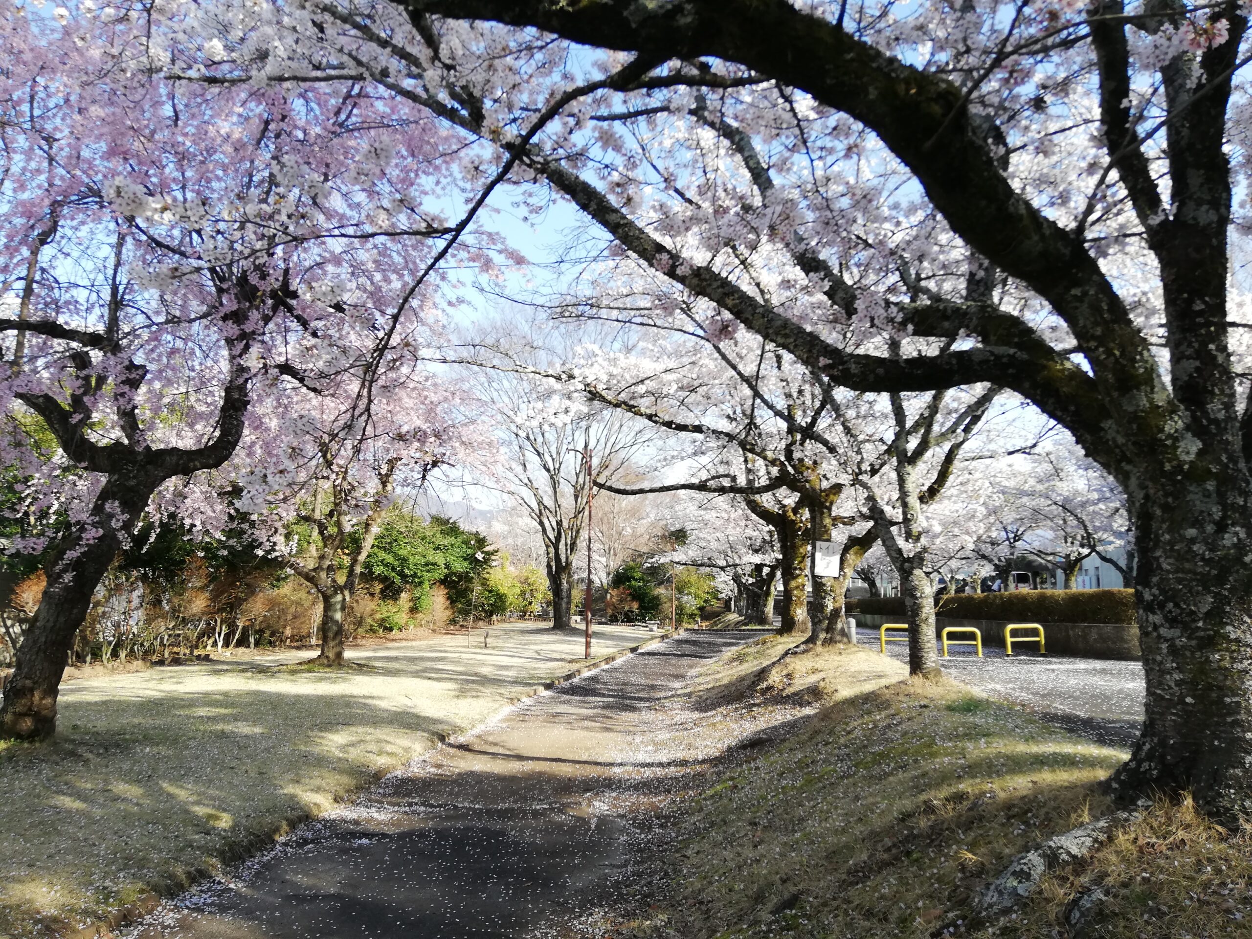殿原スポーツ公園の桜を紹介します。