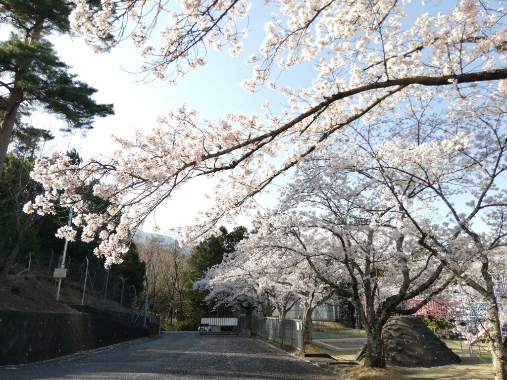 殿原スポーツ公園の入口付近の桜