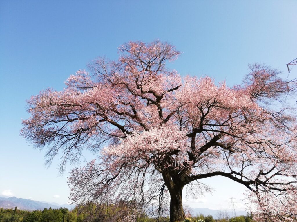 山梨県「わに塚の桜」