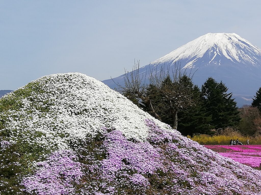 富士山と芝さくらの富士