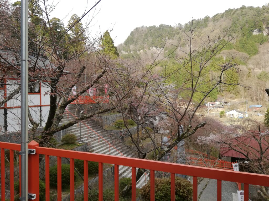 金櫻神社　桜の様子