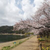 河口湖桜祭りの開催前の様子