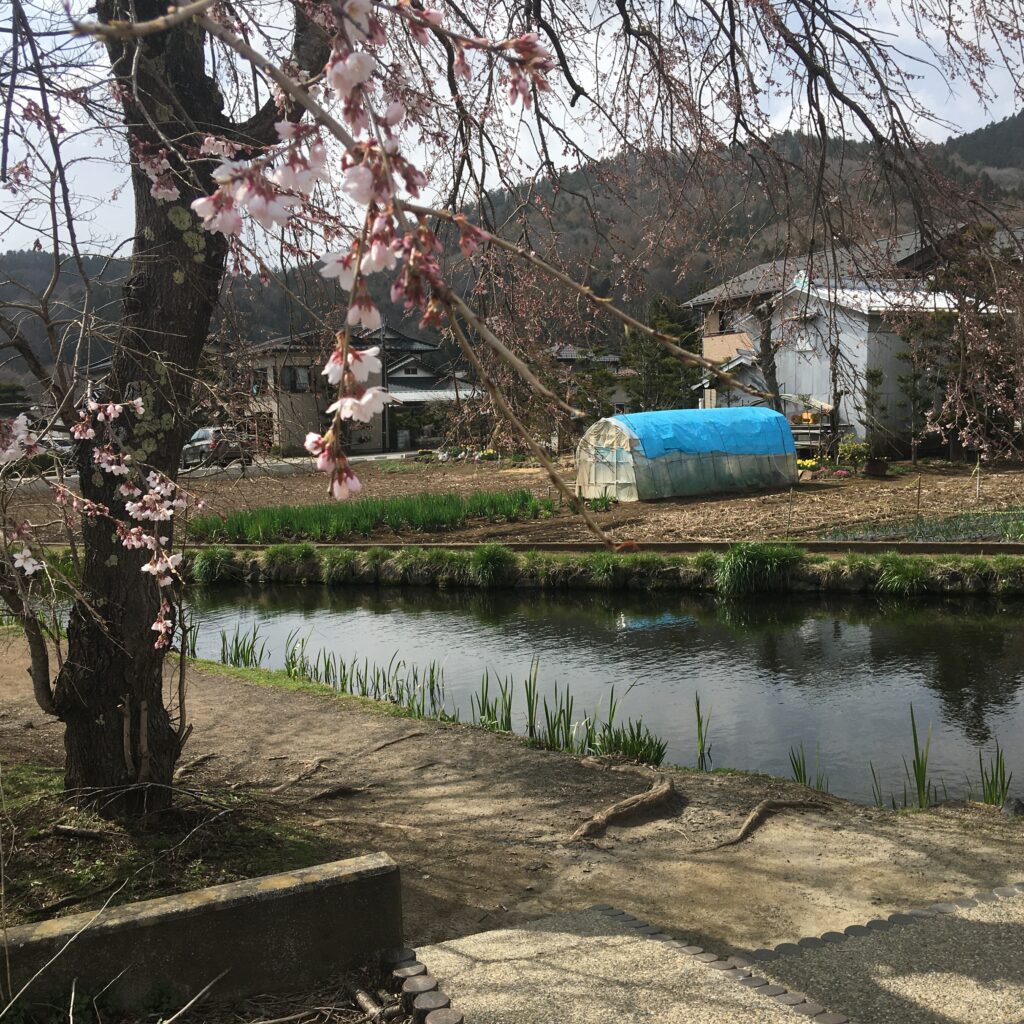菖蒲池付近の桜の様子