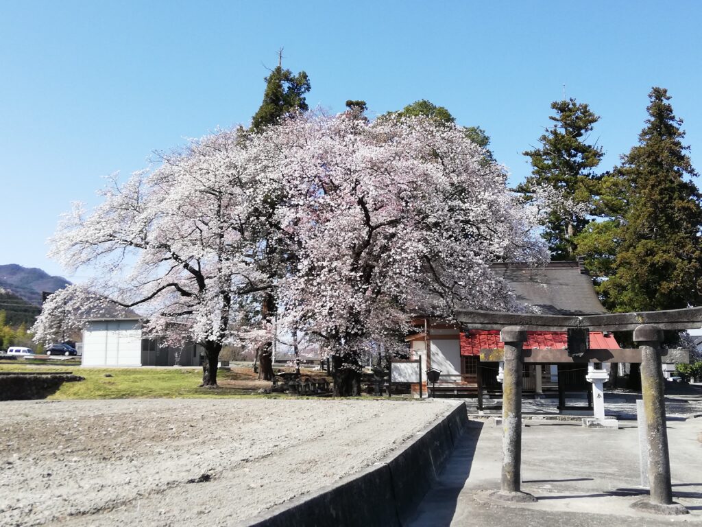 武田廣神社の桜