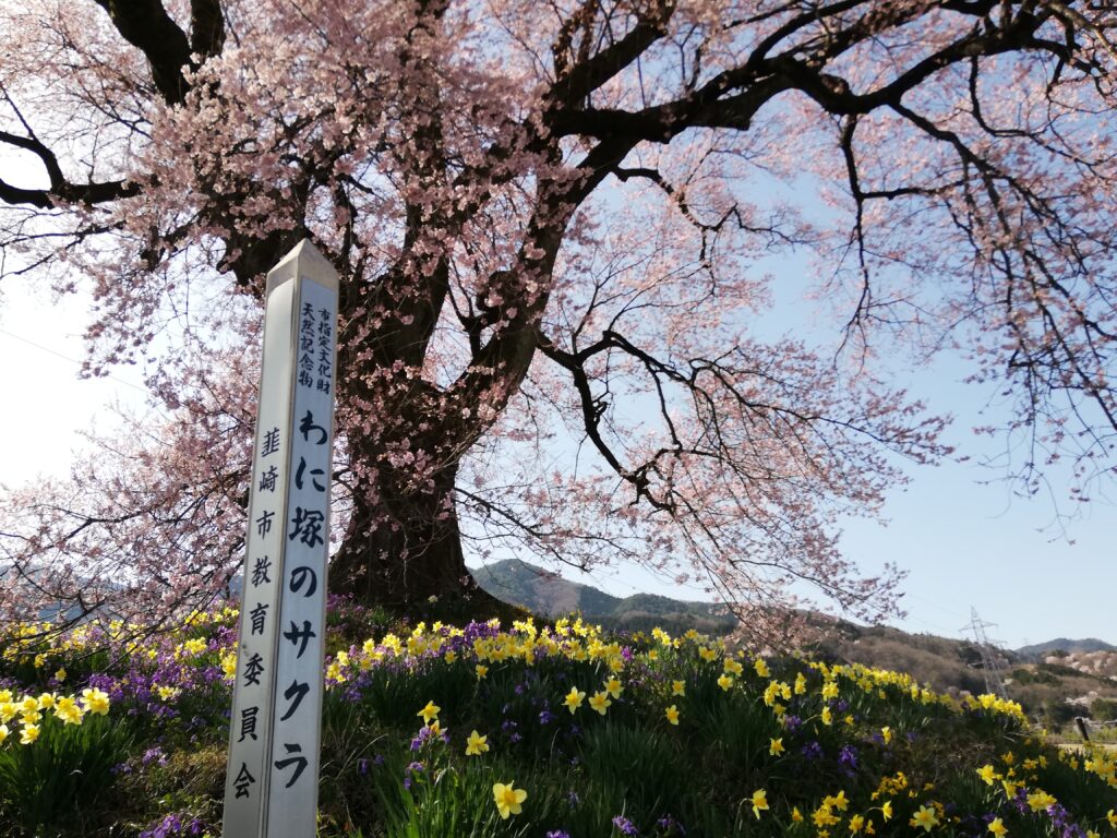山梨の桜スポット「わに塚の桜」