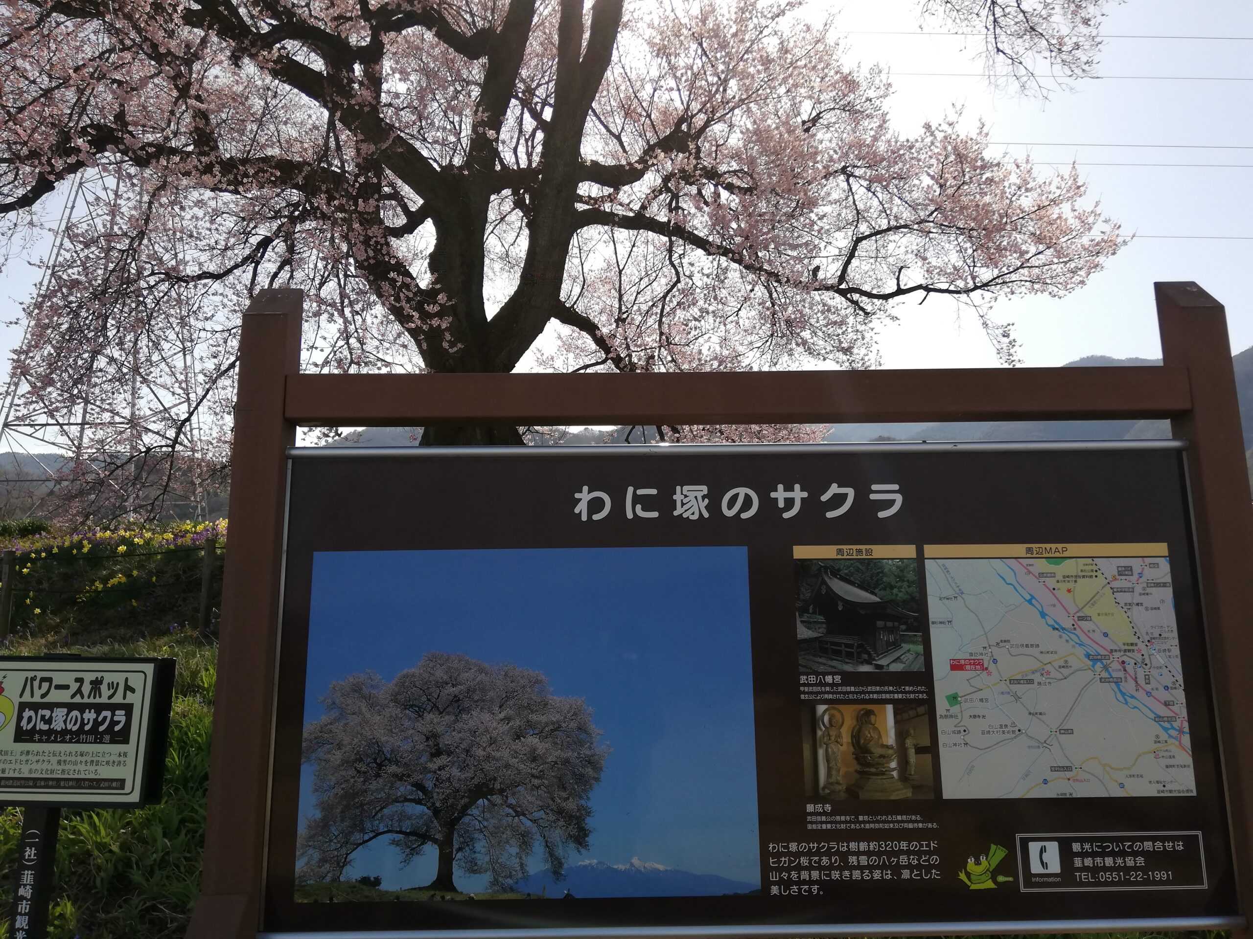 2021年「わに塚の桜」