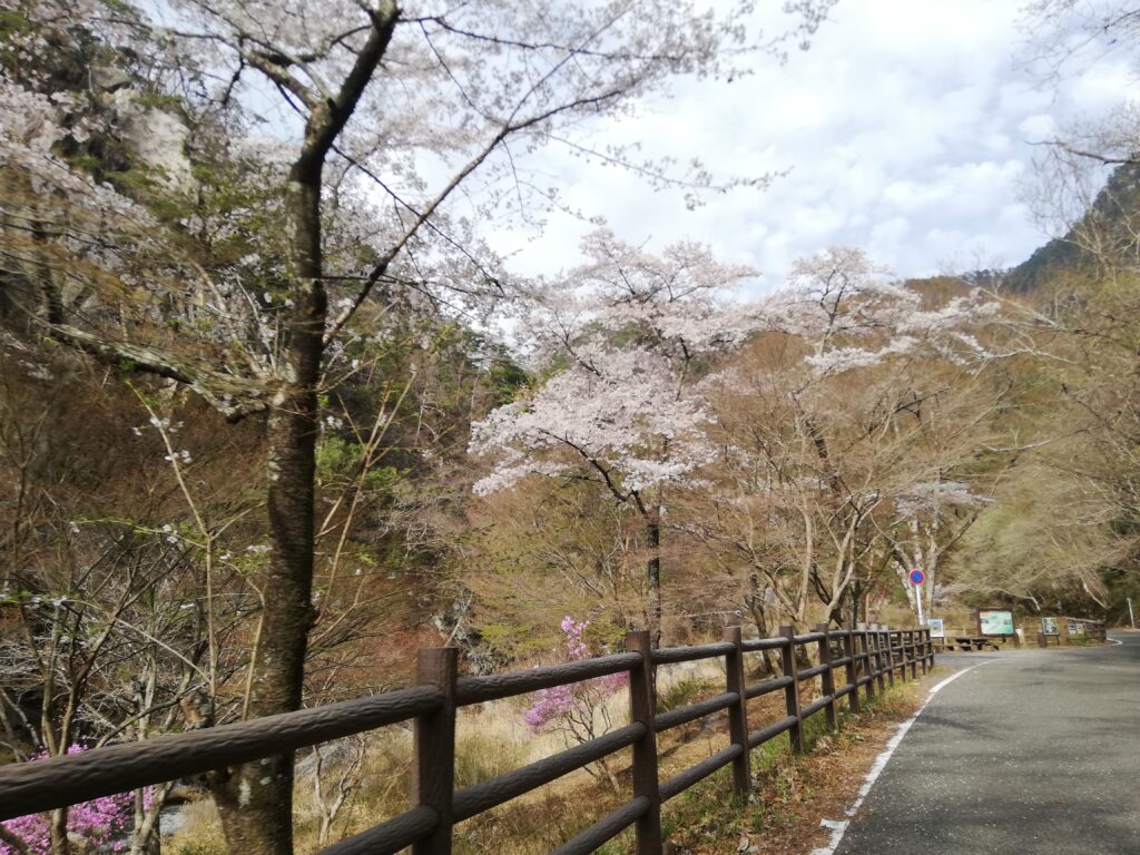 昇仙峡の桜