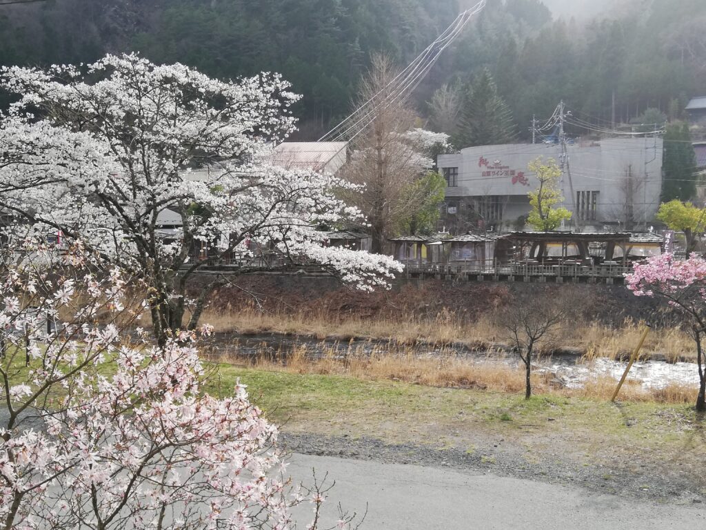 昇仙峡ロープウェイ付近の川沿いの桜