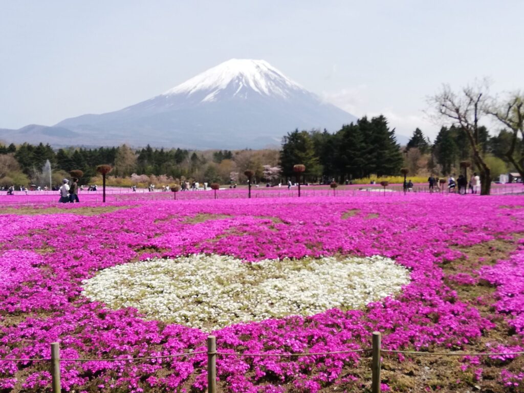 富士山とハートの芝桜